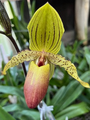 Paphiopedilum